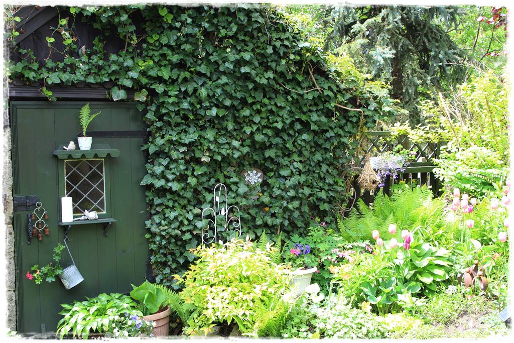 ekrany z bluszczu 15 ekrany z bluszczu 15