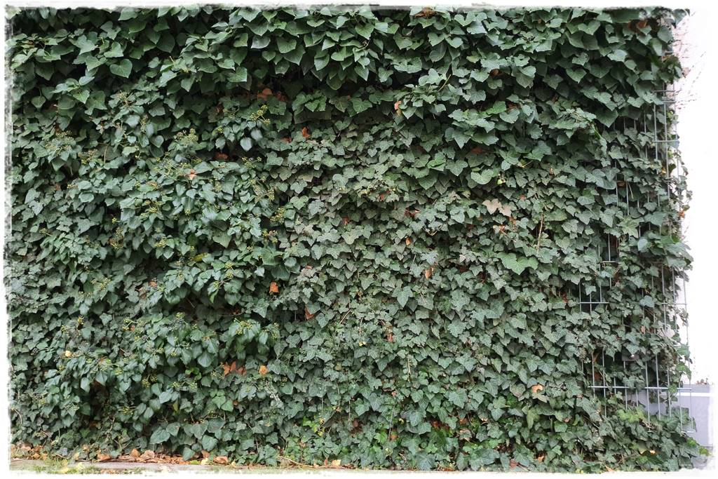 ekrany z bluszczu 16 ekrany z bluszczu 16