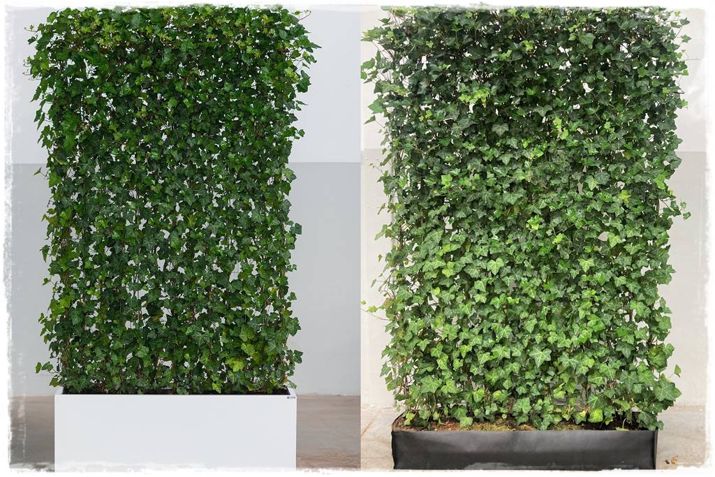 ekrany z bluszczu 18 ekrany z bluszczu 18