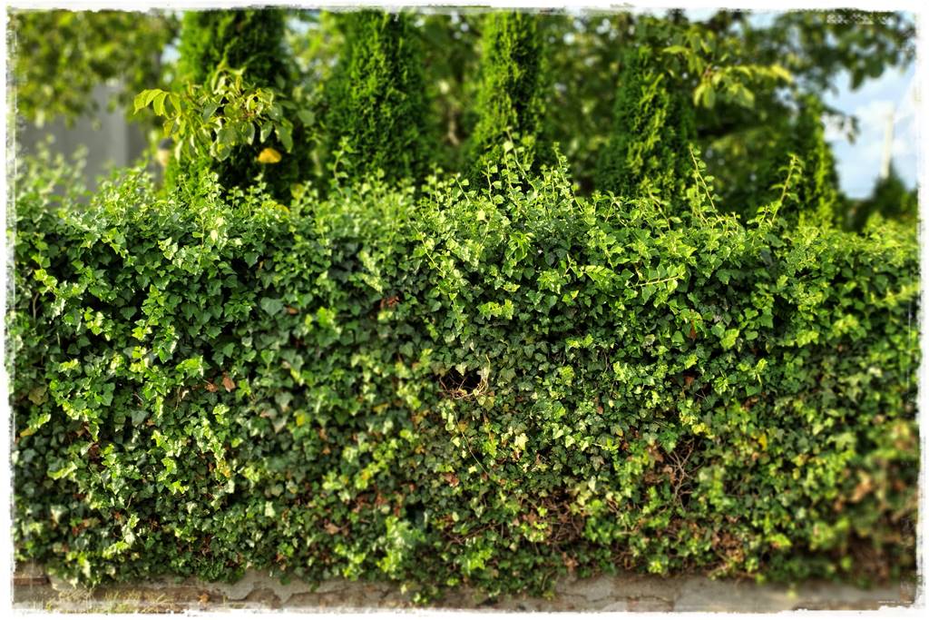 ekrany z bluszczu 19 ekrany z bluszczu 19