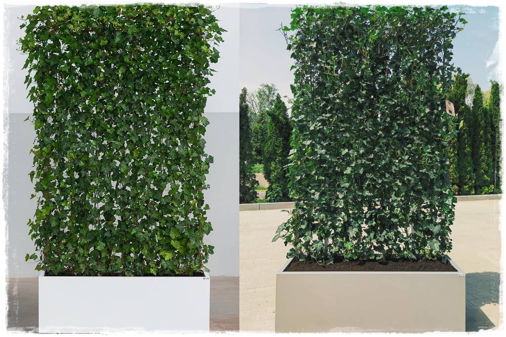 ekrany z bluszczu 25 ekrany z bluszczu 25