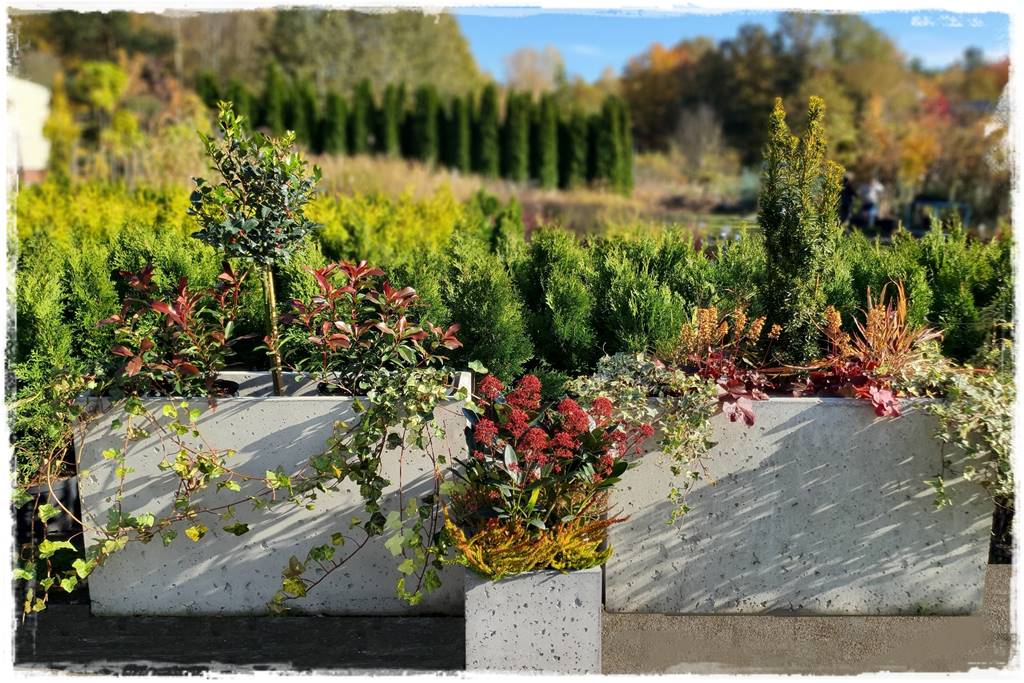 Zimozielone kompozycje w donicach 1 Zimozielone kompozycje w donicach 1