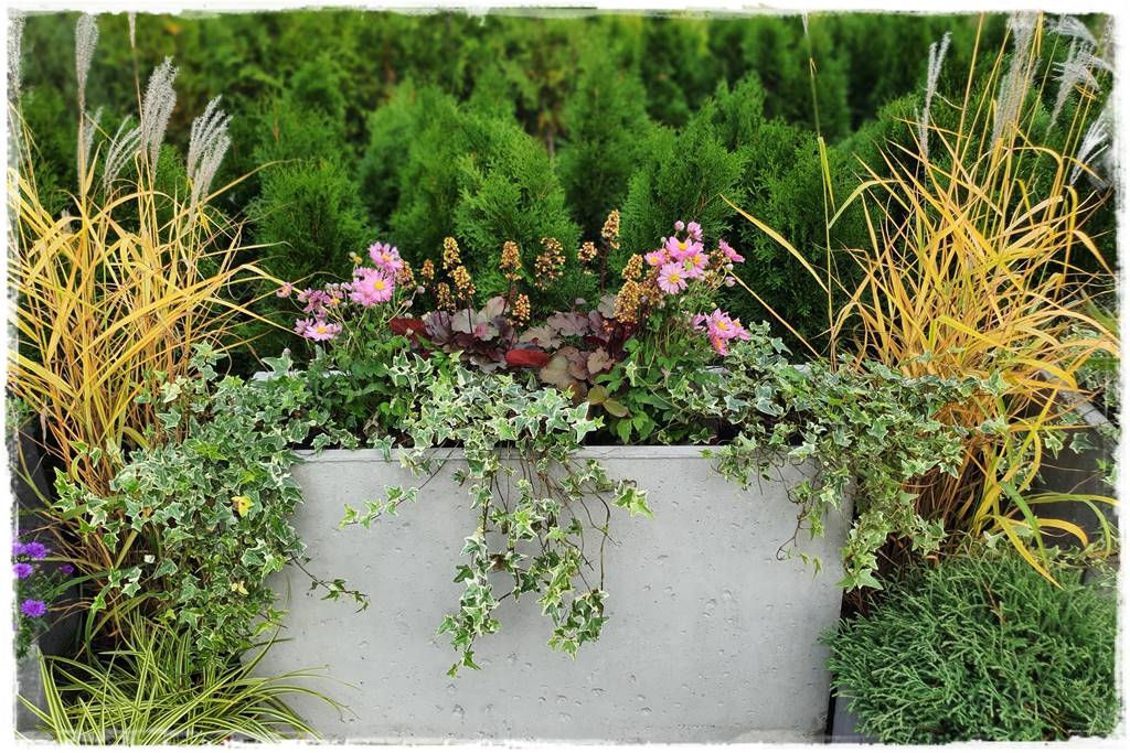 Zimozielone kompozycje w donicach 10 Zimozielone kompozycje w donicach 10