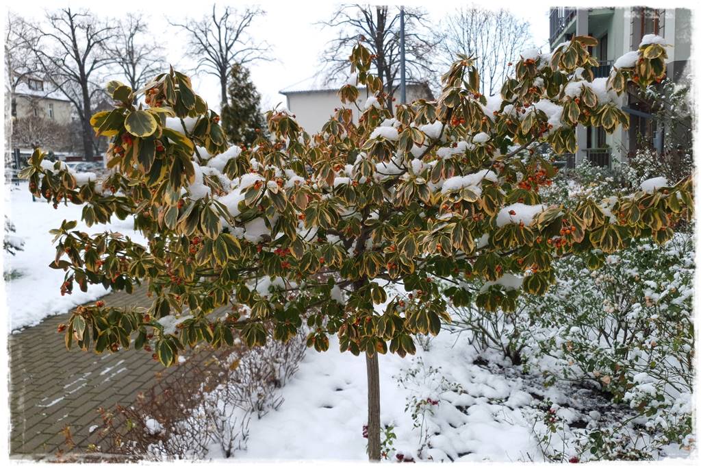 Zimozielone kompozycje w donicach 12 Zimozielone kompozycje w donicach 12