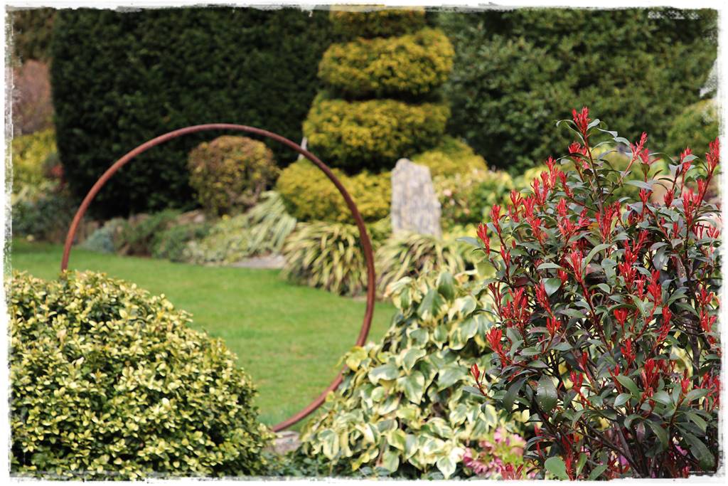 Zimozielone kompozycje w donicach 13 Zimozielone kompozycje w donicach 13