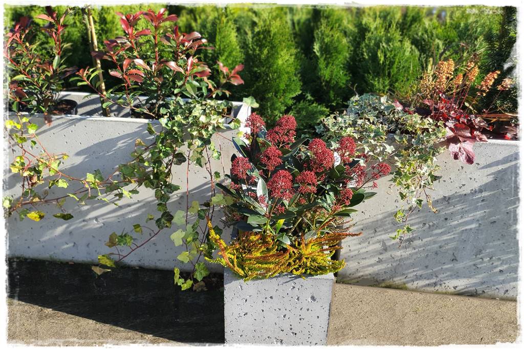 Zimozielone kompozycje w donicach 15 Zimozielone kompozycje w donicach 15