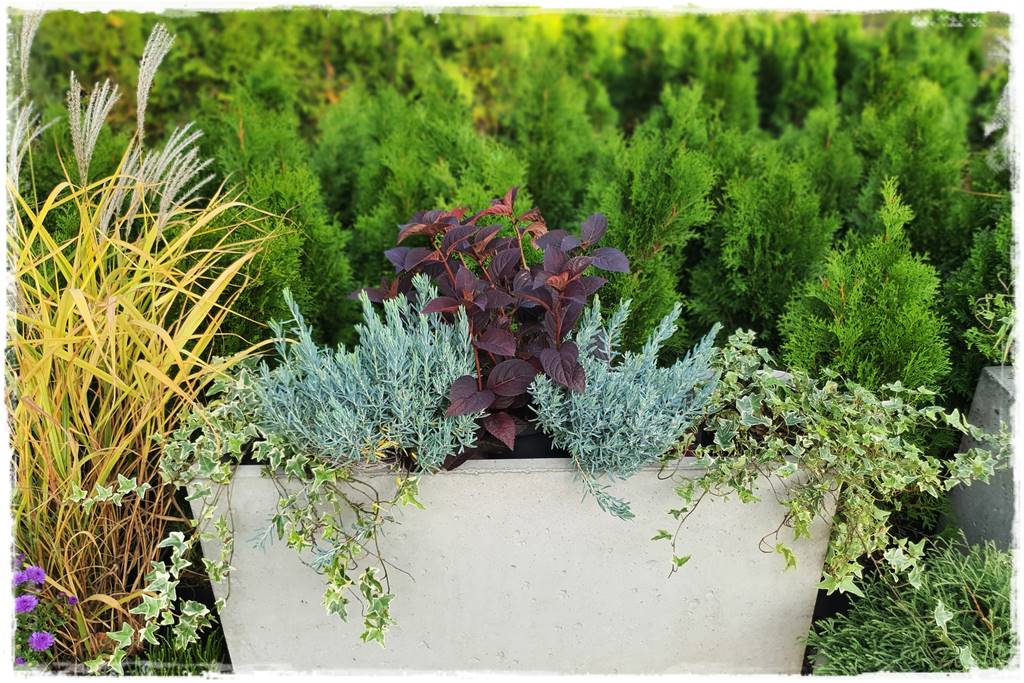 Zimozielone kompozycje w donicach 16 Zimozielone kompozycje w donicach 16