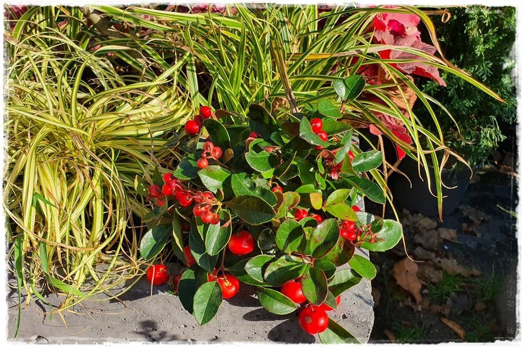 Zimozielone kompozycje w donicach 17 Zimozielone kompozycje w donicach 17