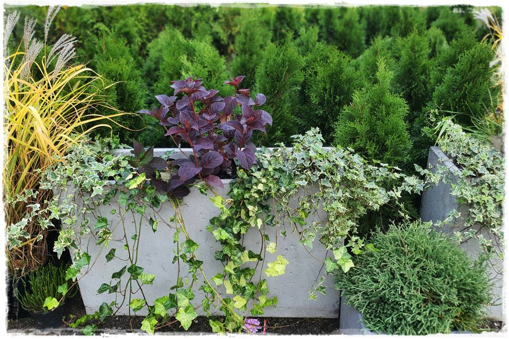 Zimozielone kompozycje w donicach 18 Zimozielone kompozycje w donicach 18