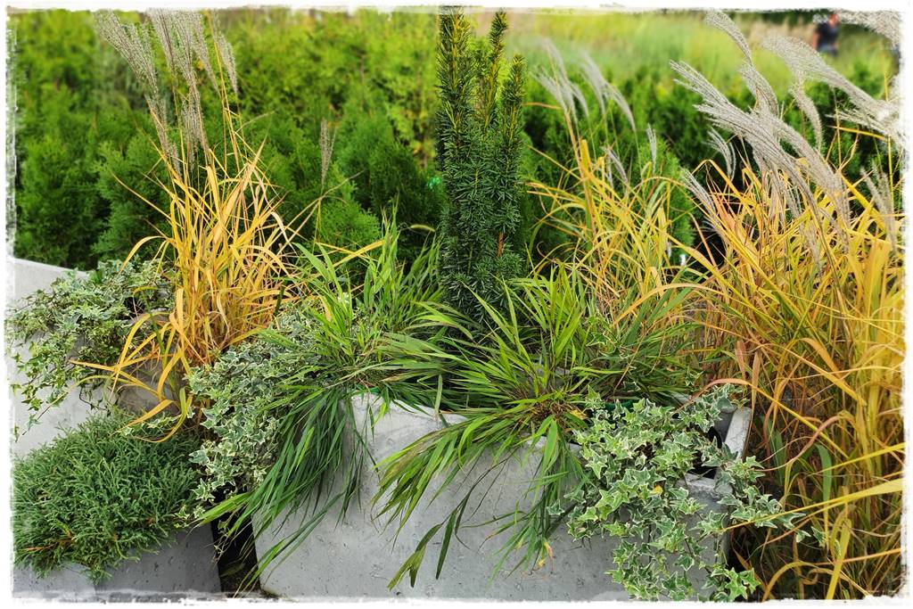 Zimozielone kompozycje w donicach 2 Zimozielone kompozycje w donicach 2