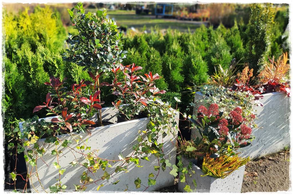 Zimozielone kompozycje w donicach 23 Zimozielone kompozycje w donicach 23