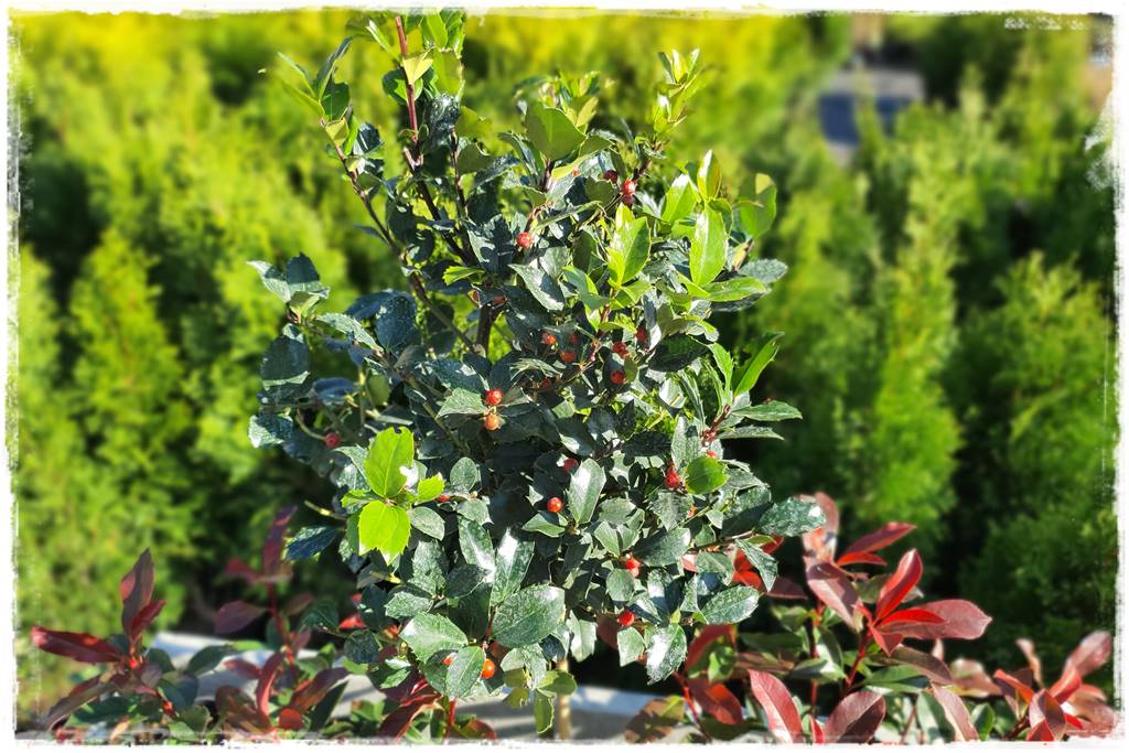 Zimozielone kompozycje w donicach 24 Zimozielone kompozycje w donicach 24