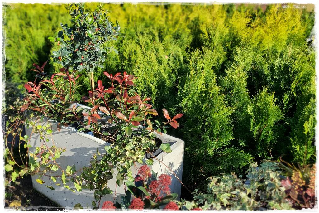 Zimozielone kompozycje w donicach 25 Zimozielone kompozycje w donicach 25