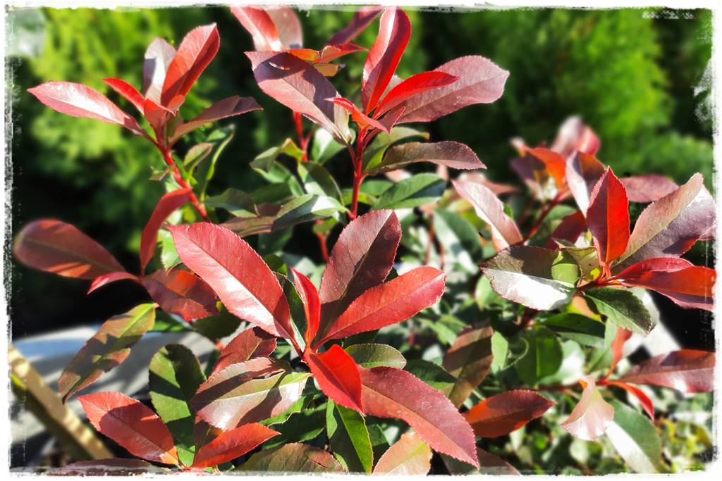 Zimozielone kompozycje w donicach 26 Zimozielone kompozycje w donicach 26