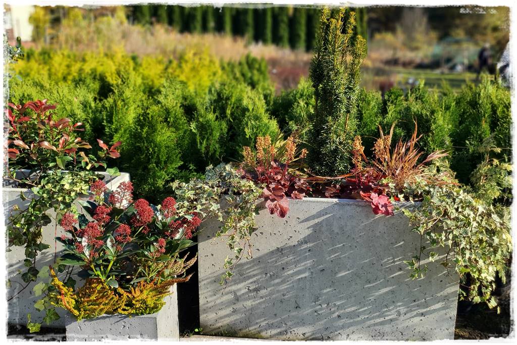 Zimozielone kompozycje w donicach 27 Zimozielone kompozycje w donicach 27