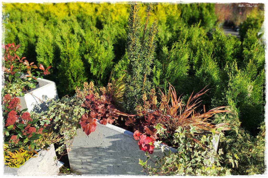 Zimozielone kompozycje w donicach 28 Zimozielone kompozycje w donicach 28