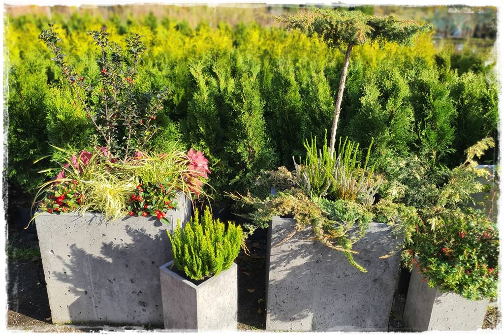 Zimozielone kompozycje w donicach 3 Zimozielone kompozycje w donicach 3