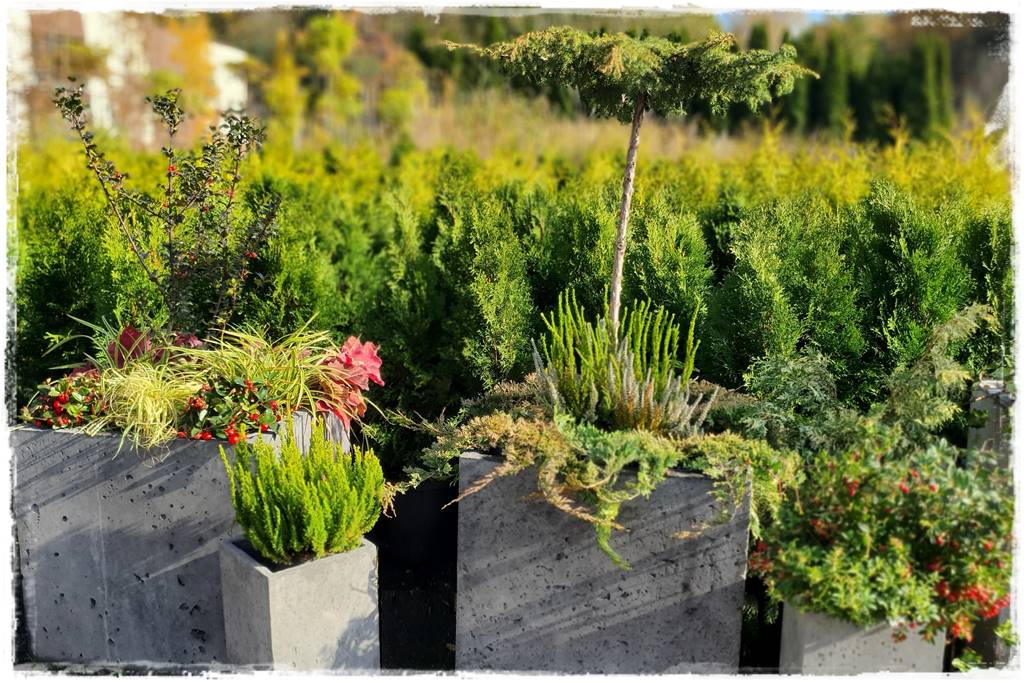 Zimozielone kompozycje w donicach 30 Zimozielone kompozycje w donicach 30