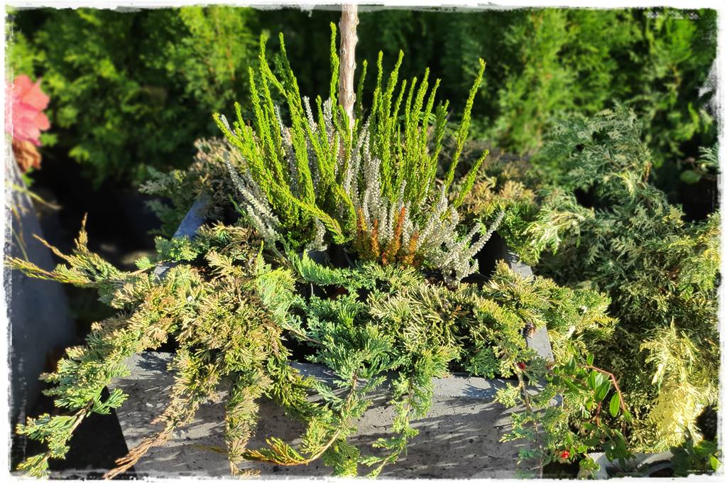 Zimozielone kompozycje w donicach 31 Zimozielone kompozycje w donicach 31