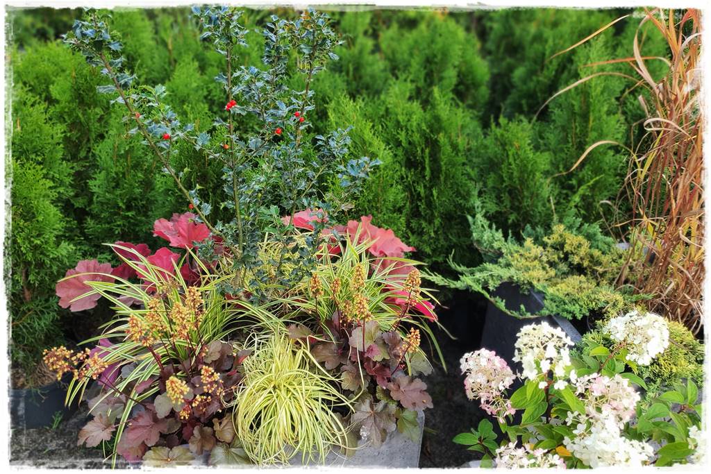 Zimozielone kompozycje w donicach 36 Zimozielone kompozycje w donicach 36