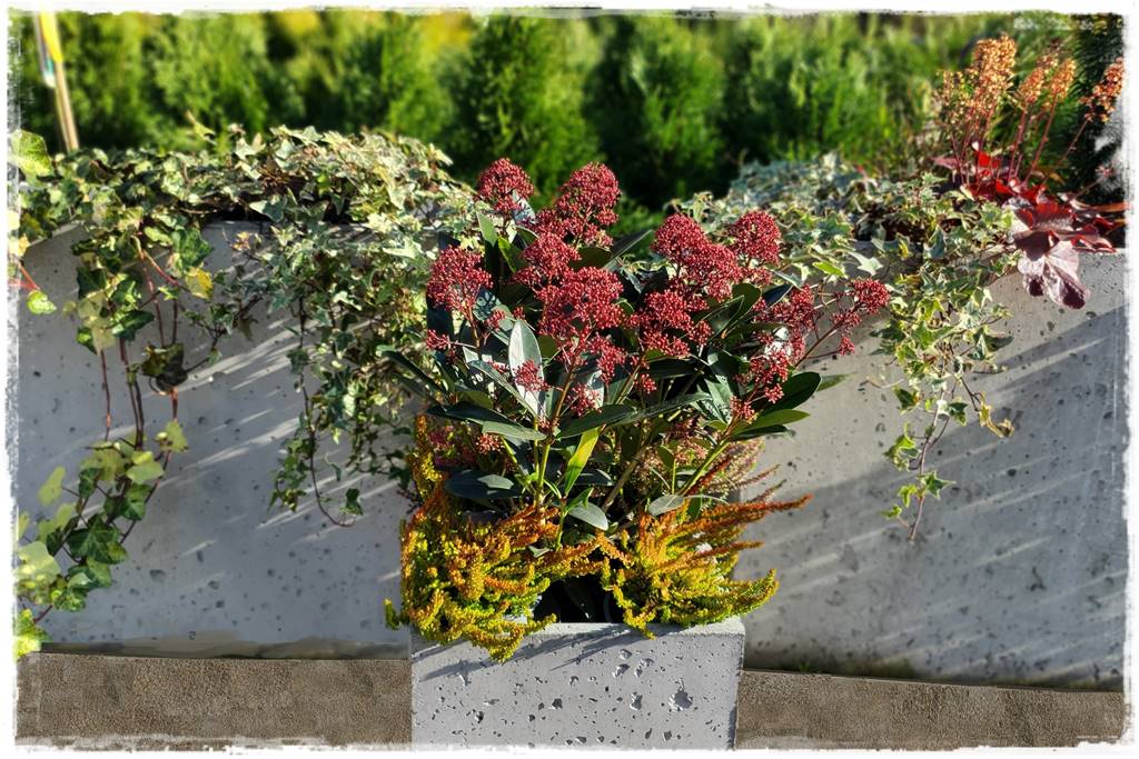 Zimozielone kompozycje w donicach 37 Zimozielone kompozycje w donicach 37