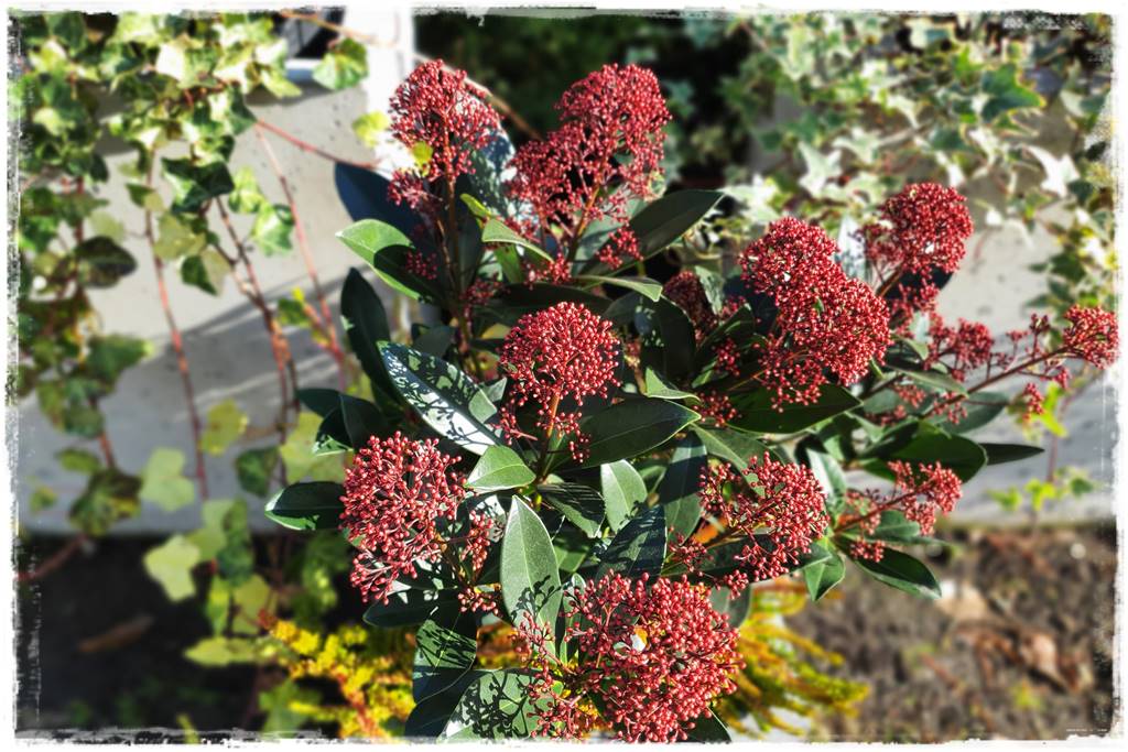 Zimozielone kompozycje w donicach 38 Zimozielone kompozycje w donicach 38