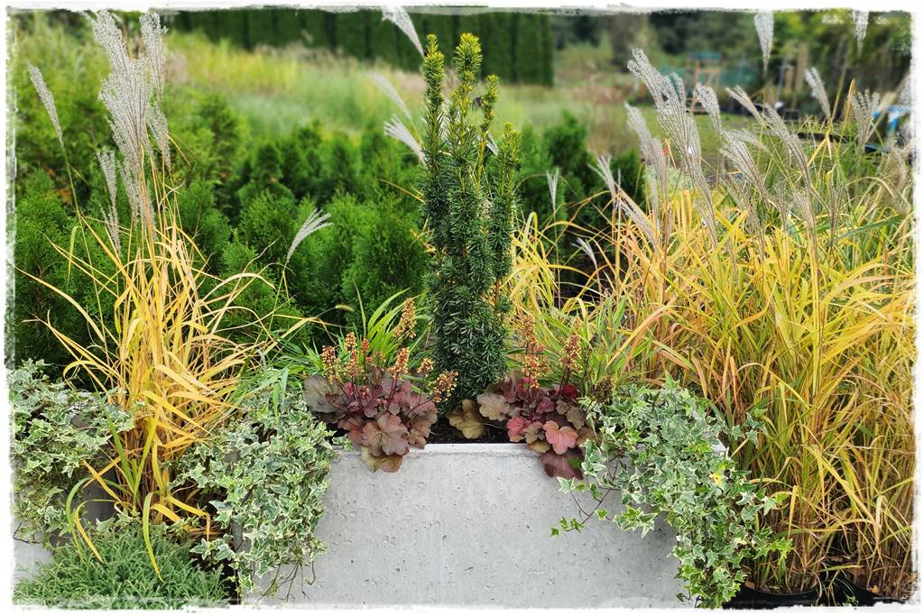 Zimozielone kompozycje w donicach 4 Zimozielone kompozycje w donicach 4