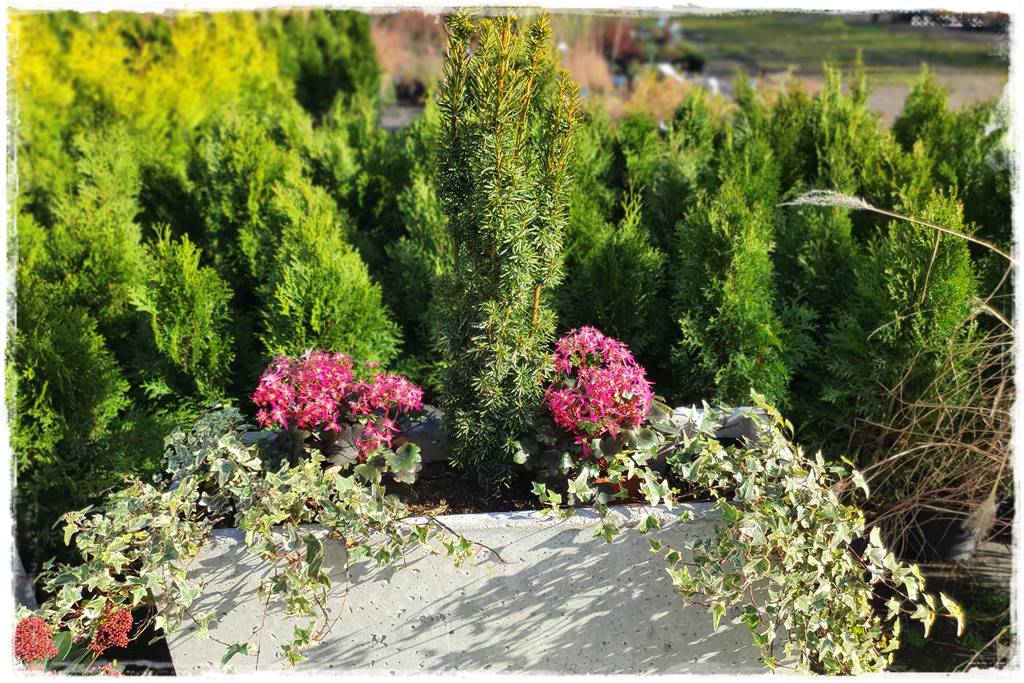 Zimozielone kompozycje w donicach 9 Zimozielone kompozycje w donicach 9