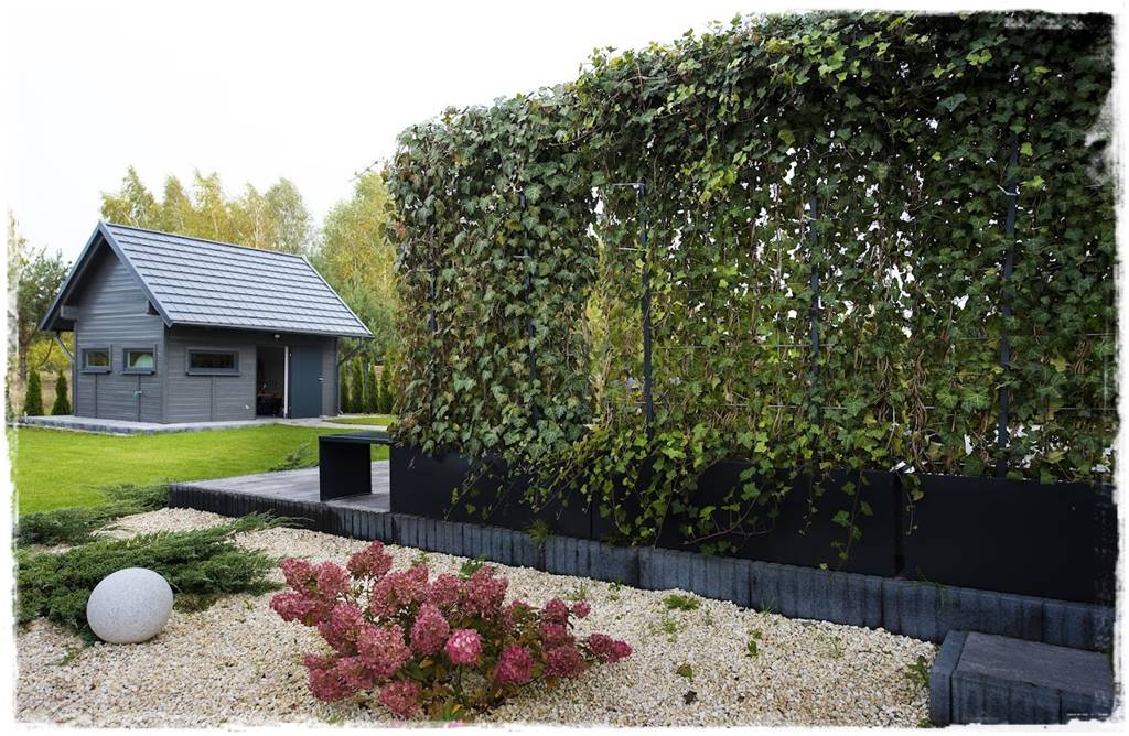 Bluszcz irlandzki 1 Bluszcz irlandzki 1