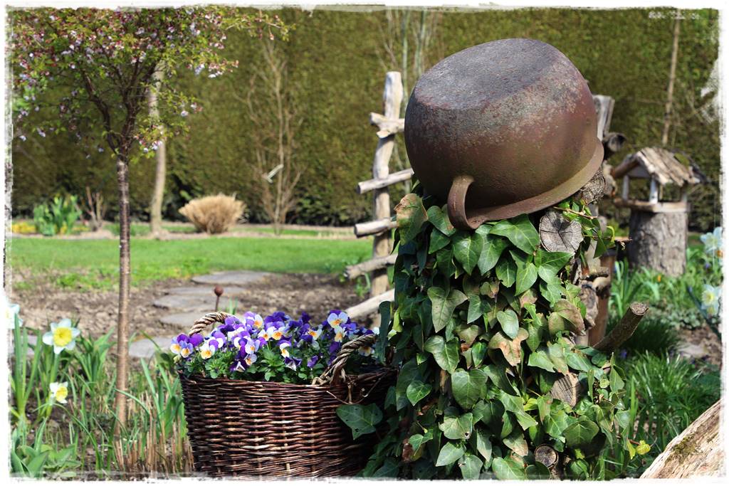 Bluszcz irlandzki 10 Bluszcz irlandzki 10