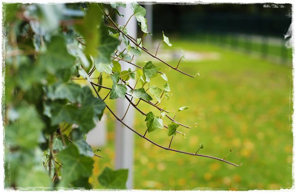 Bluszcz irlandzki 12 Bluszcz irlandzki 12