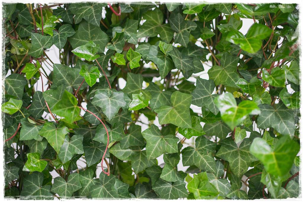 Bluszcz irlandzki 15 Bluszcz irlandzki 15