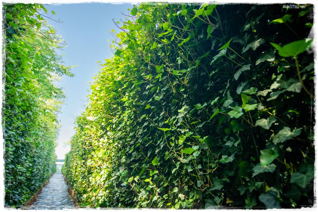 Bluszcz irlandzki 17 Bluszcz irlandzki 17