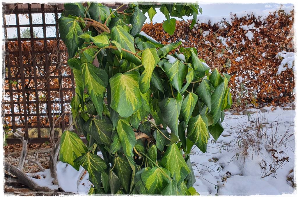 Bluszcz irlandzki 19