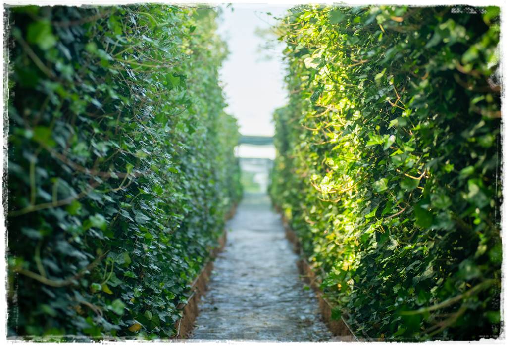 Bluszcz irlandzki 2 Bluszcz irlandzki 2