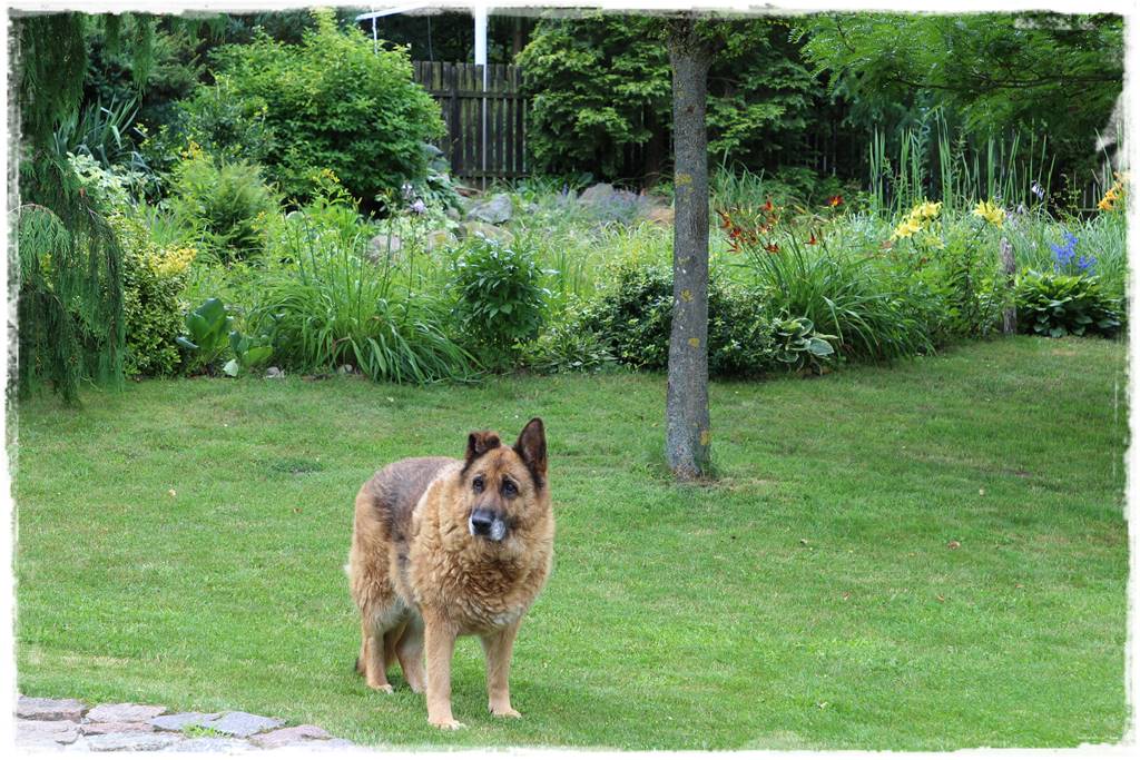 Bluszcz irlandzki 23 Bluszcz irlandzki 23