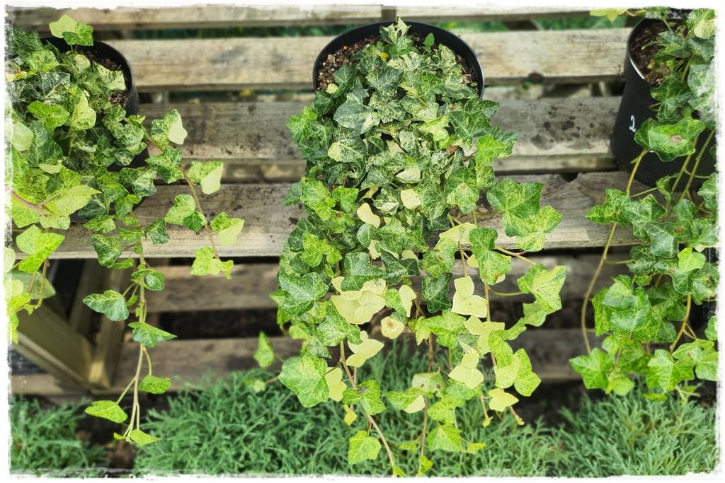 Bluszcz irlandzki 24 Bluszcz irlandzki 24