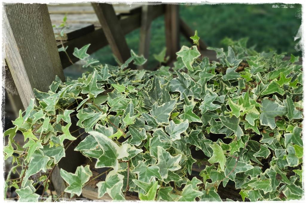 Bluszcz irlandzki 25 Bluszcz irlandzki 25