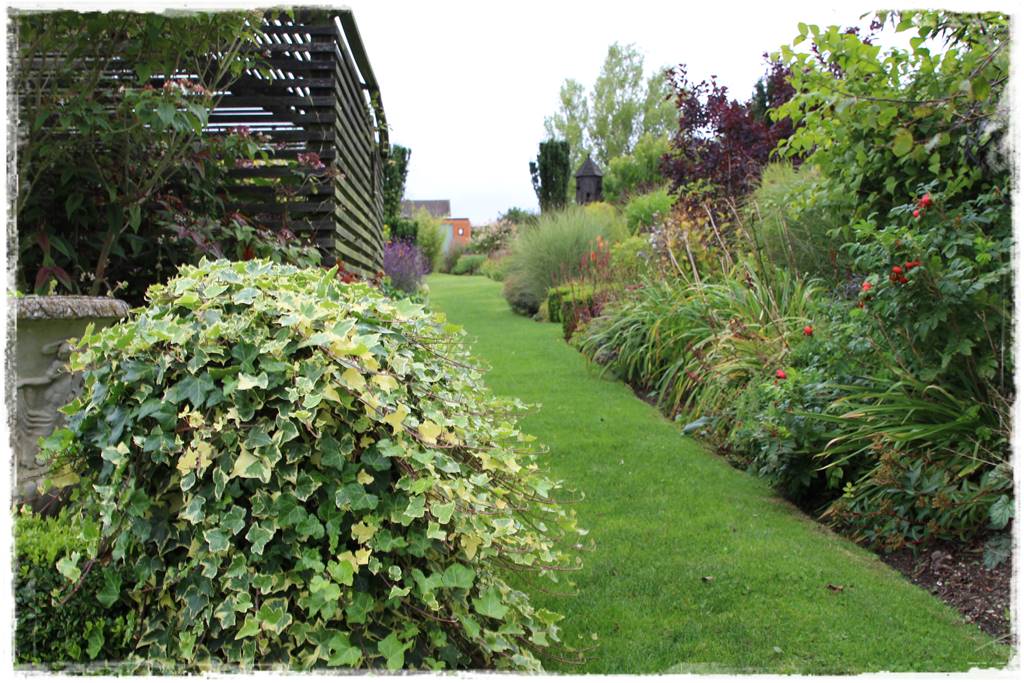 Bluszcz irlandzki 26 Bluszcz irlandzki 26