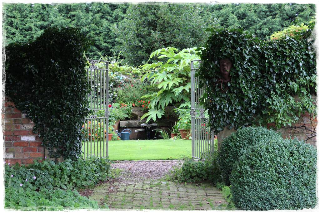 Bluszcz irlandzki 28 Bluszcz irlandzki 28