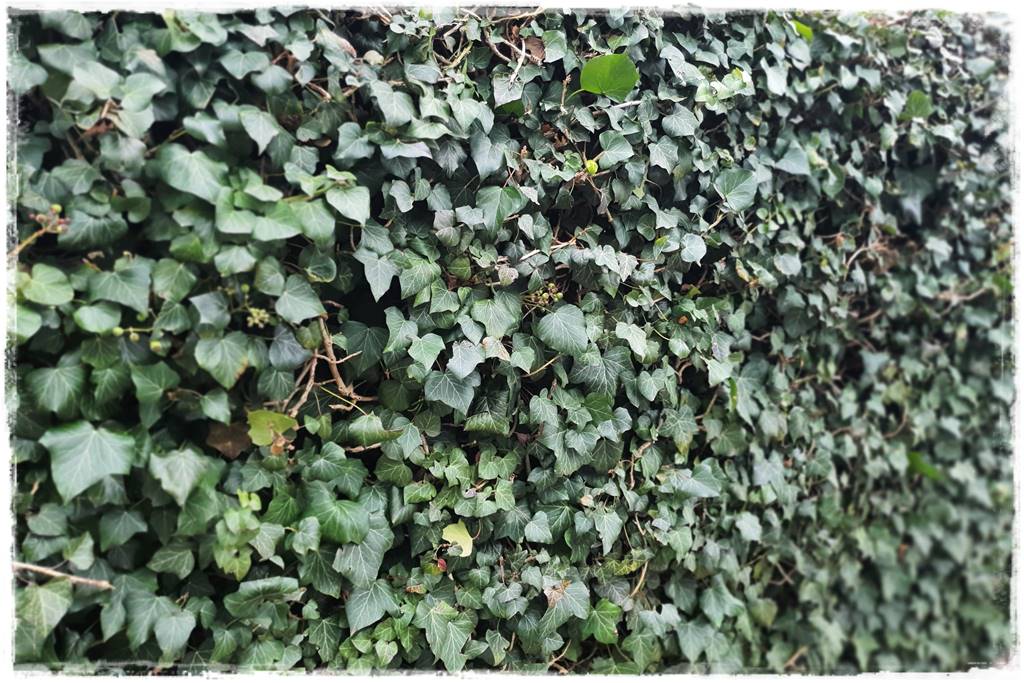 Bluszcz irlandzki 29 Bluszcz irlandzki 29