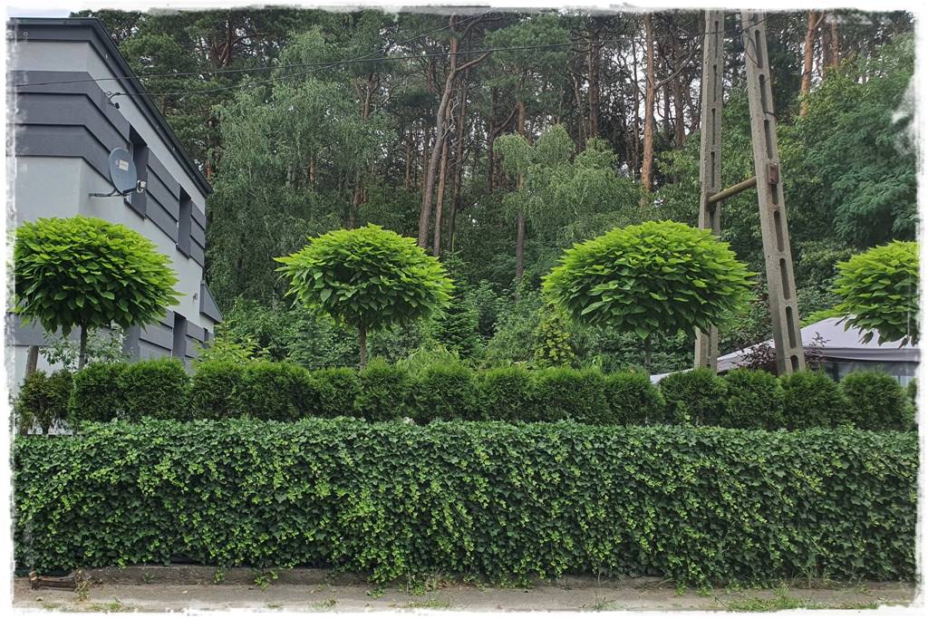 Bluszcz irlandzki 3 Bluszcz irlandzki 3