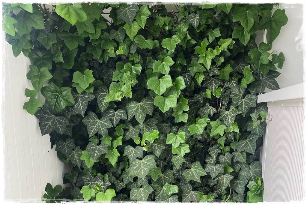 Bluszcz irlandzki 30 Bluszcz irlandzki 30