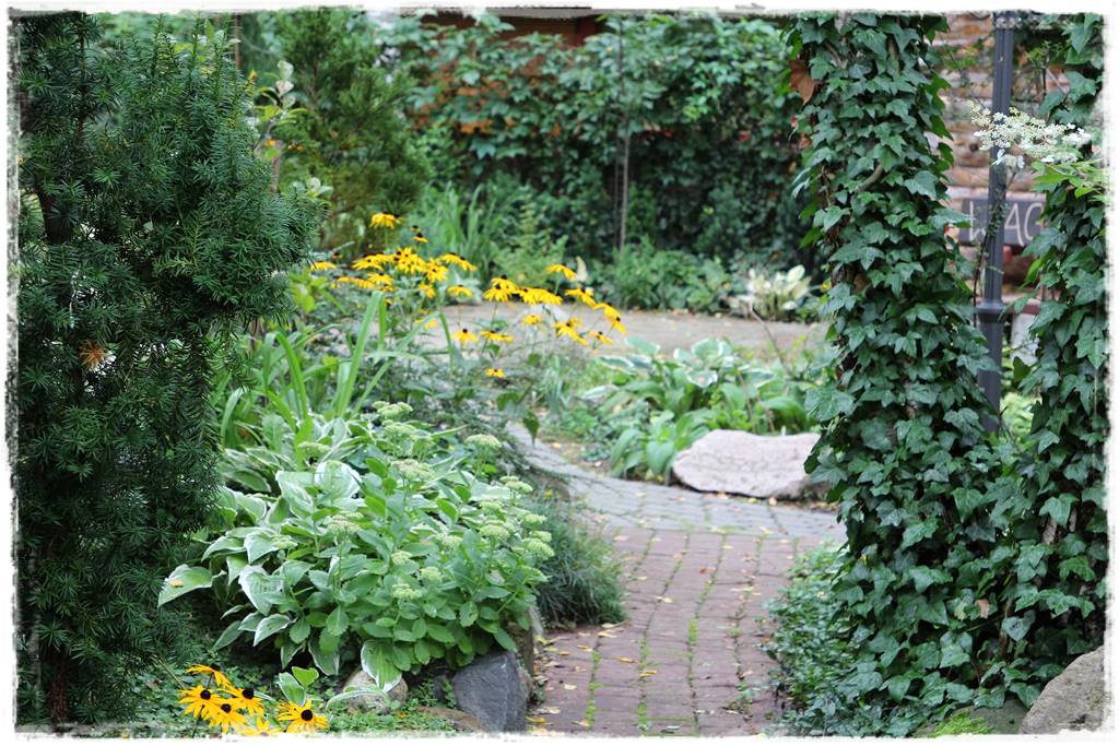 Bluszcz irlandzki 32 Bluszcz irlandzki 32