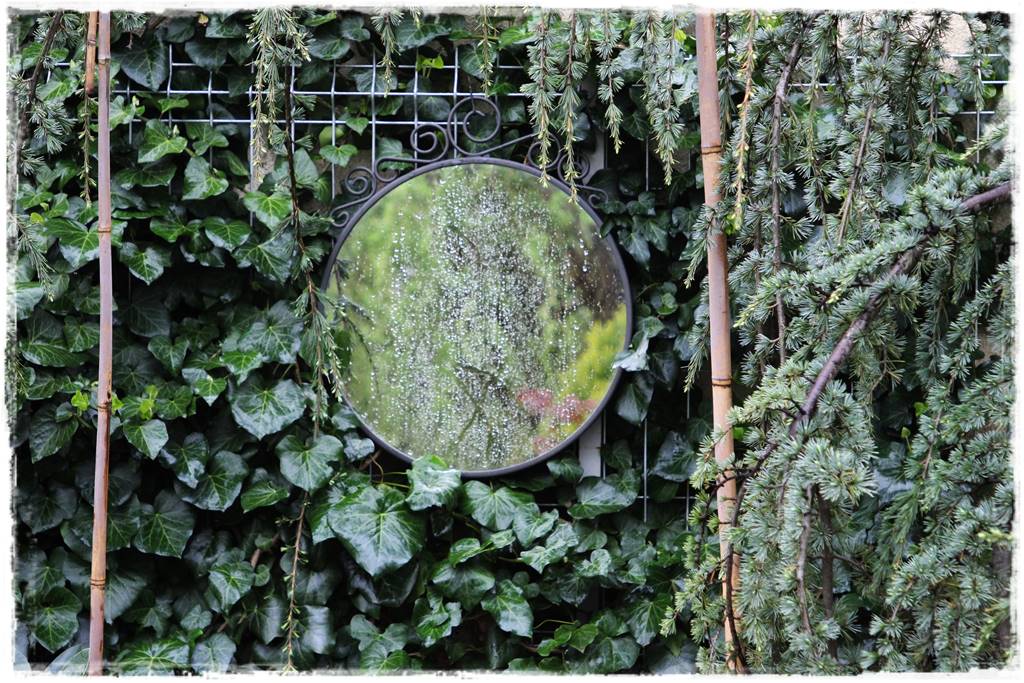 Bluszcz irlandzki 33 Bluszcz irlandzki 33