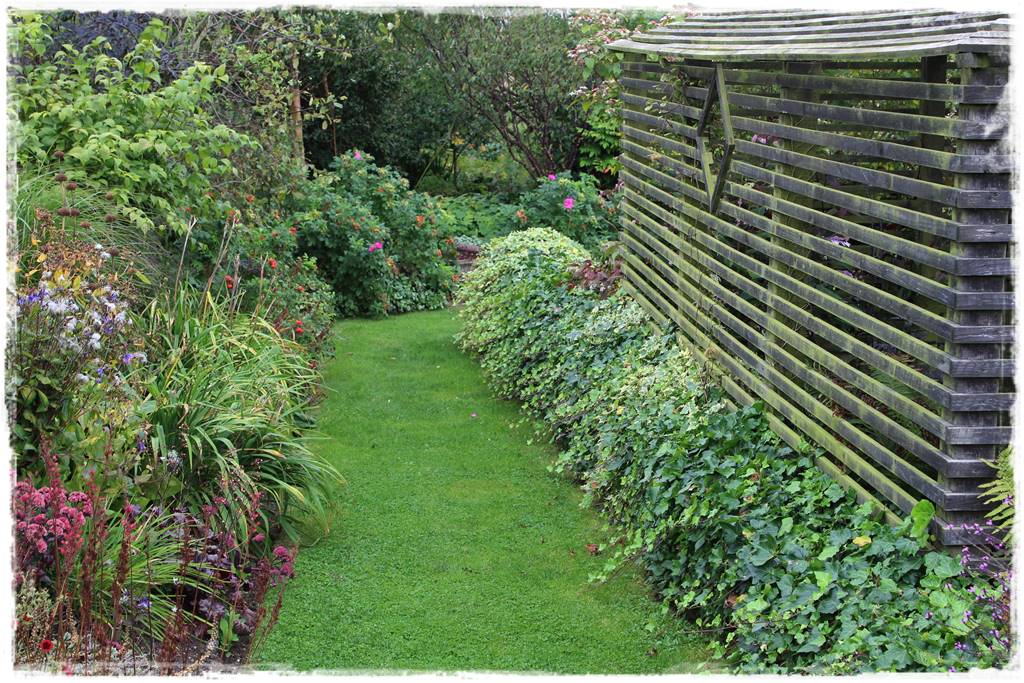 Bluszcz irlandzki 34 Bluszcz irlandzki 34