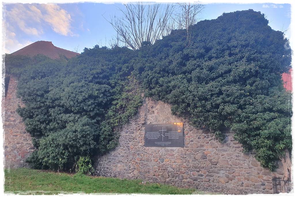 Bluszcz irlandzki 35 Bluszcz irlandzki 35