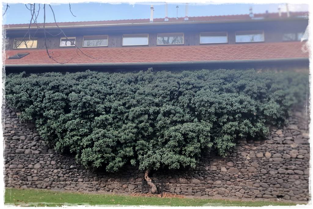 Bluszcz irlandzki 36 Bluszcz irlandzki 36