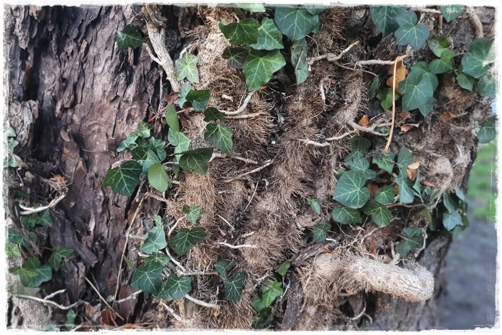 Bluszcz irlandzki 37 Bluszcz irlandzki 37