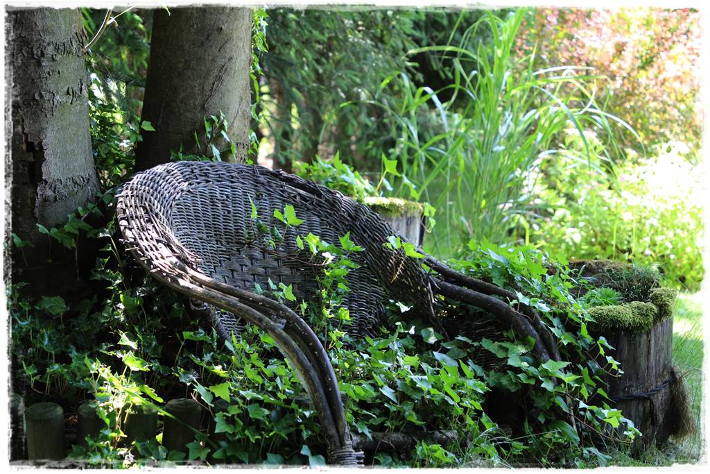 Bluszcz irlandzki 39 Bluszcz irlandzki 39